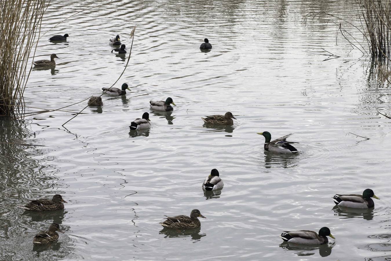 Fotos: Denuncian vertidos incontrolados en la Ría de Raos