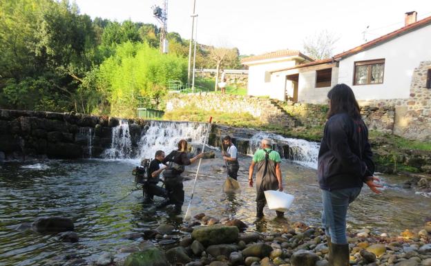 Rescate de peces para protegerlos durante la construcción de las escalas 