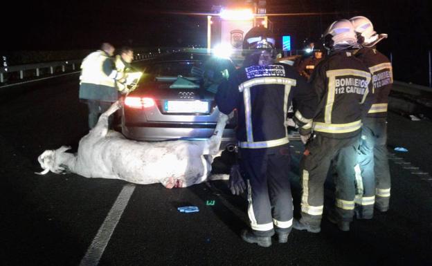 La vaca, debajo del coche, antes de ser retirada por los bomberos.