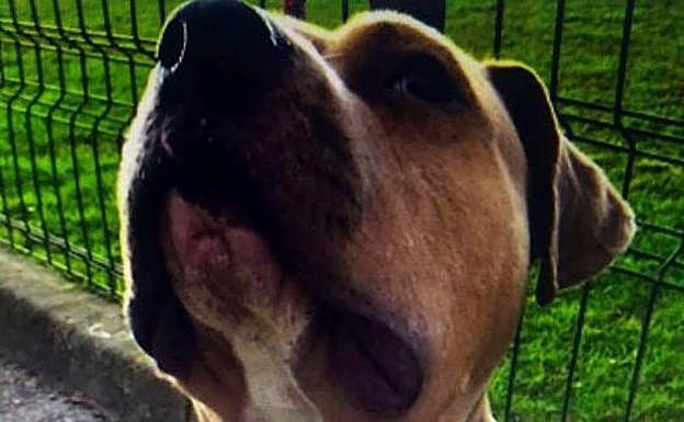 Investigan a una joven por mantener atada sin comida ni agua a una perra malherida en Santander