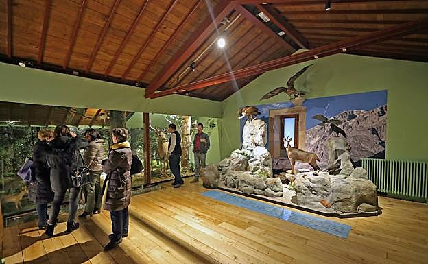 El Museo de la Naturaleza convoca cuatro talleres sobra fauna y flora