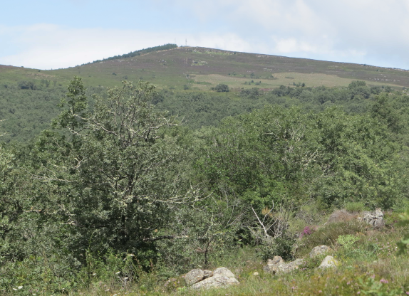 El Monte Bigüenzo desde el camino a Loma Somera.