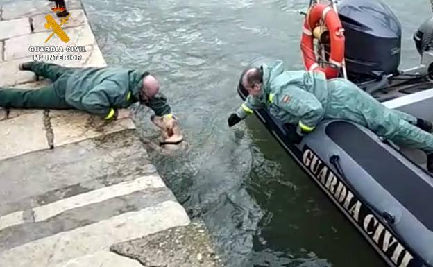 El instante en que los agentes ayudan a la perra a salir del agua. 