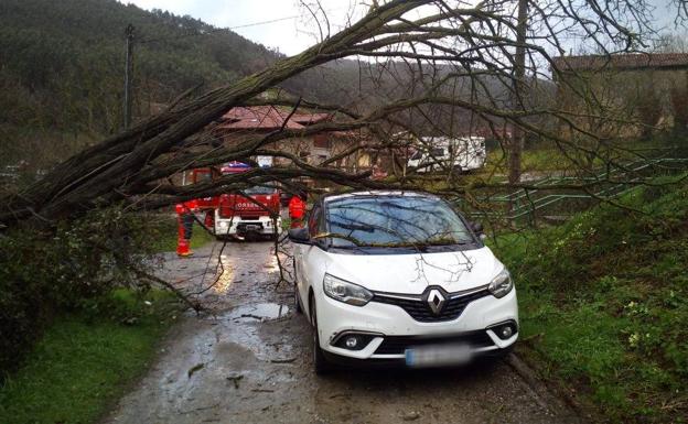 Un árbol corta el paso en un camino de Otañes (Castro Urdiales).