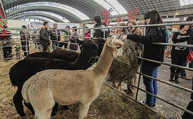 Imagen de varias alpacas, en el Mercado Nacional de Ganados de Torrelavega.