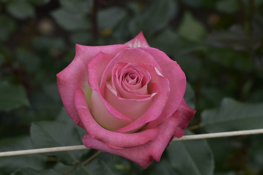 Se precian de ser las más bellas y de mejor calidad del mundo, tienen tallos gruesos y miden hasta 90 centímetros. Este San Valentín triunfan entre los enamorados