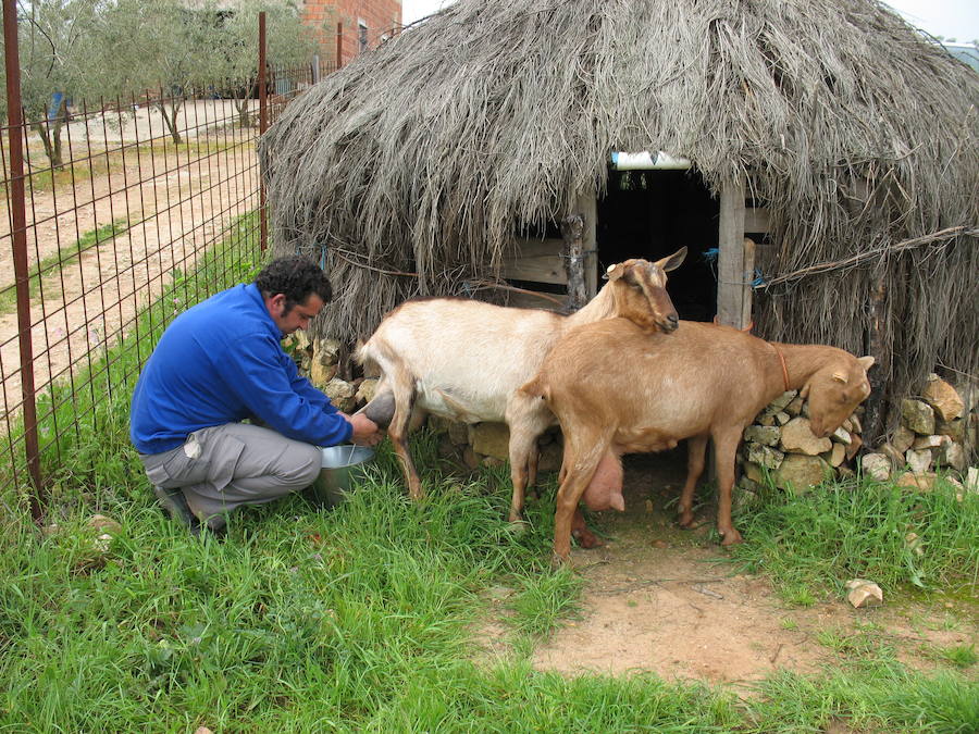 Pastor ordeñando unas cabras. :: 