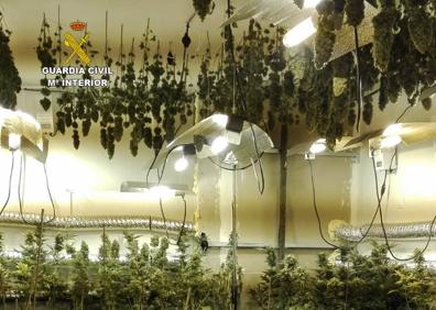 Imagen secundaria 1 - Cinco detenidos por tener una plantación de marihuana con 1.140 plantas en un chalé de Sonabia