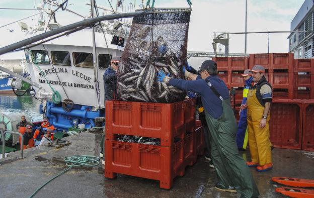 Unos operarios descargan verdeles del 'Marcelina Lecue', el martes en el puerto de Santoña.