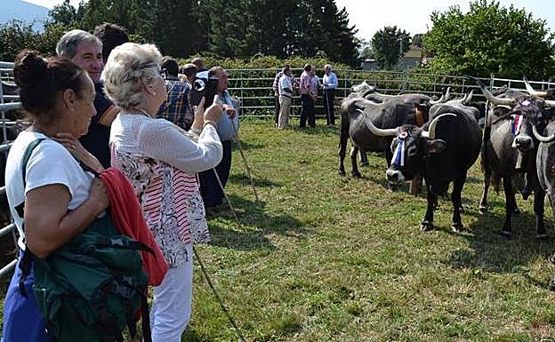 Feria ganadera de la Virgen del Camino en Molledo.