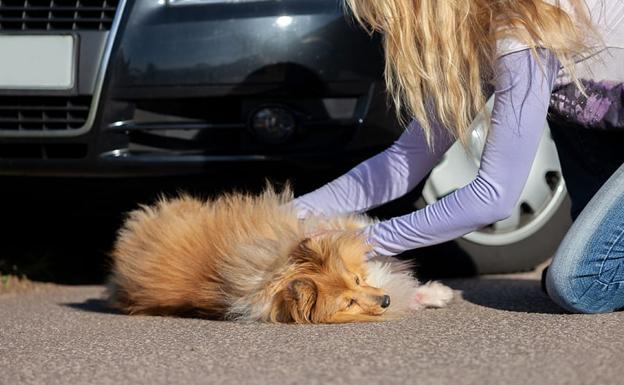 Practicando una RCP a un perro.