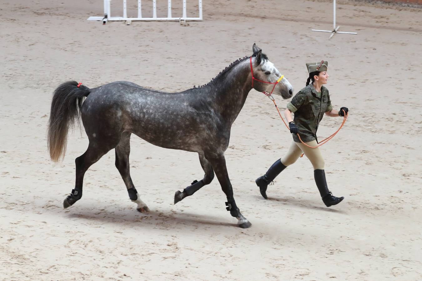 Fotos: La excelencia caballar de Ibio