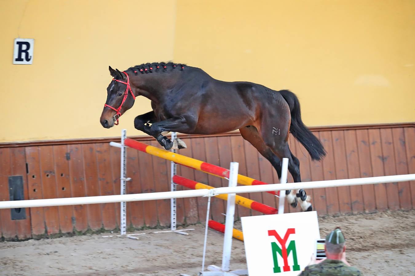 Fotos: La excelencia caballar de Ibio