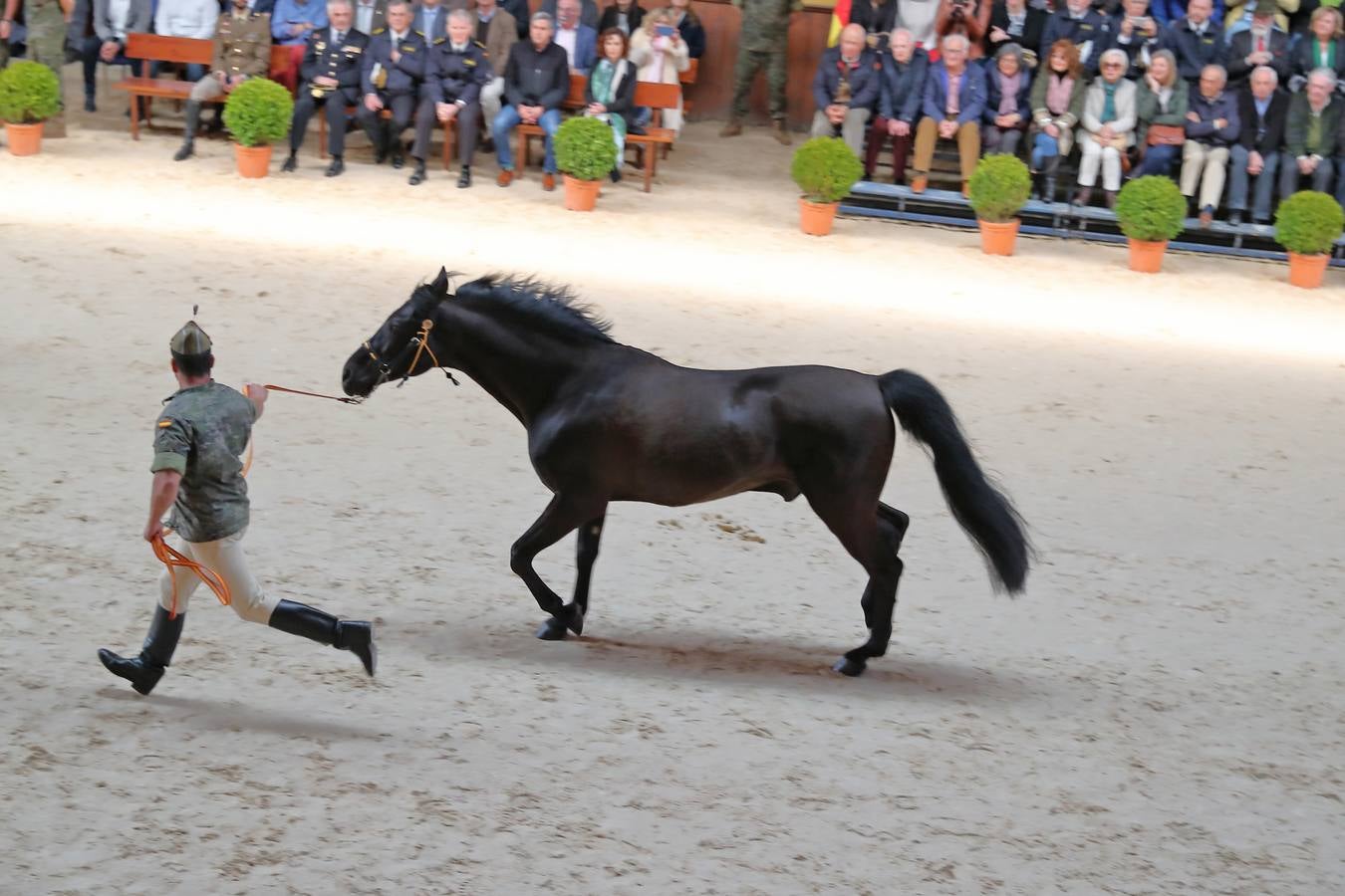 Fotos: La excelencia caballar de Ibio