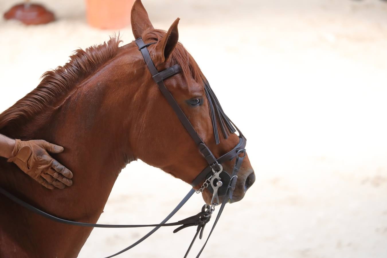 Fotos: La excelencia caballar de Ibio