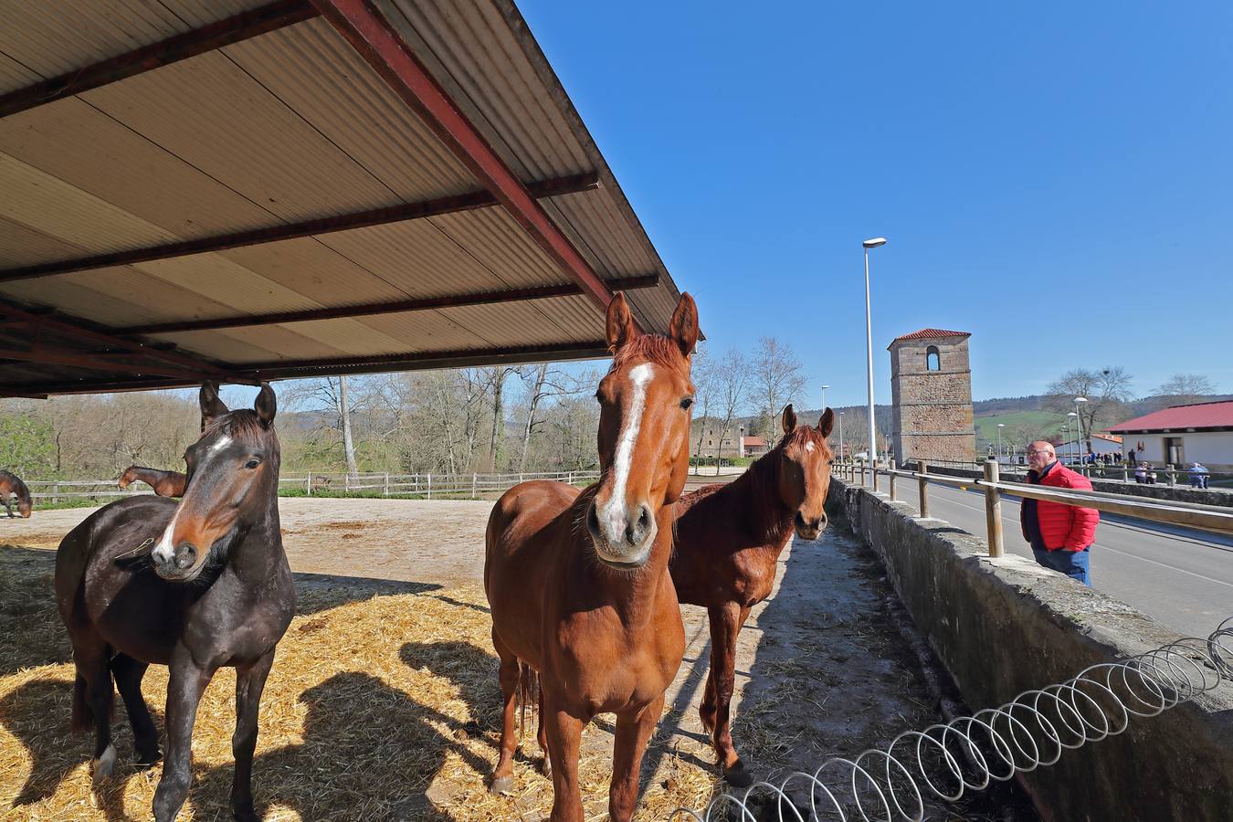 Fotos: La excelencia caballar de Ibio