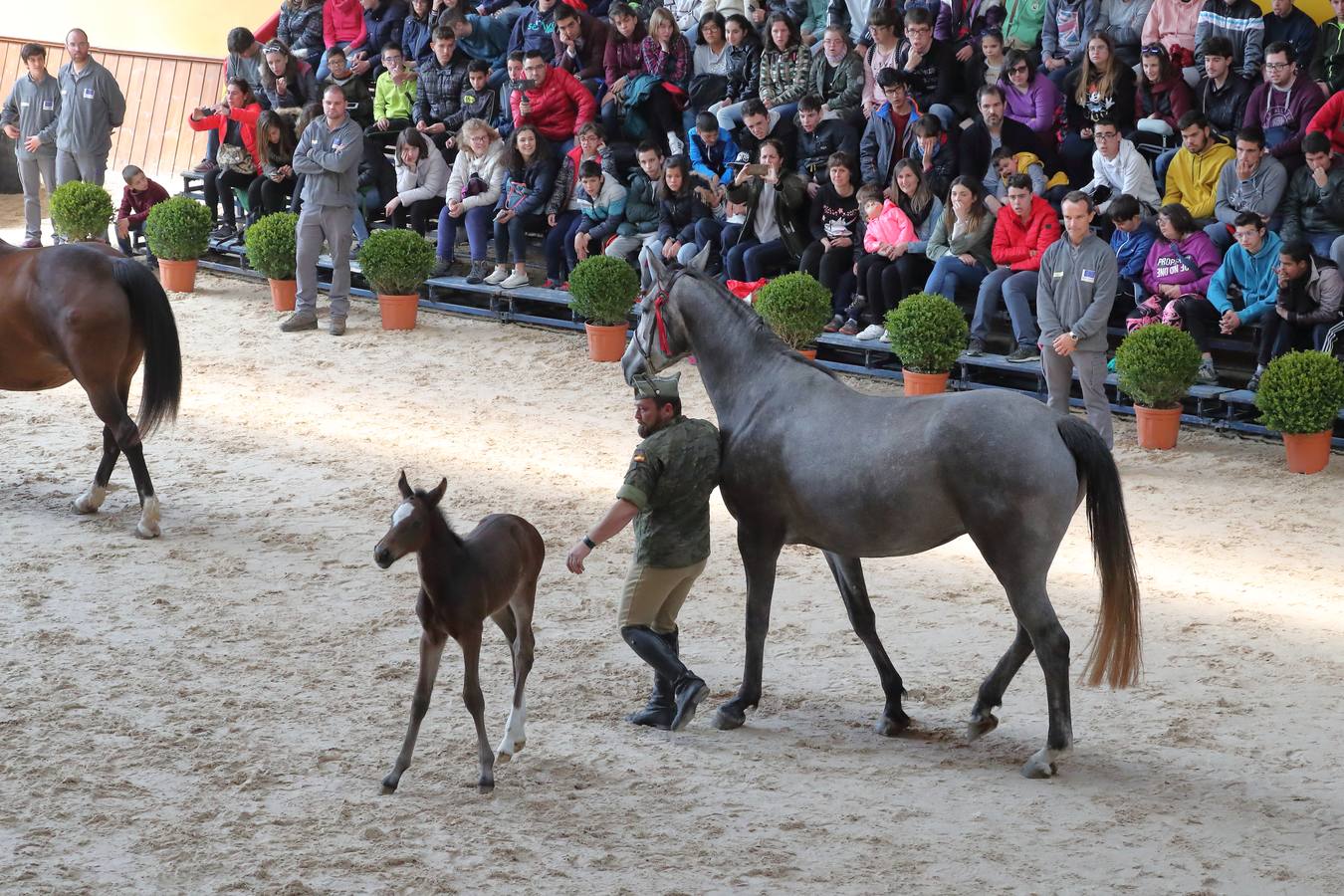 Fotos: La excelencia caballar de Ibio