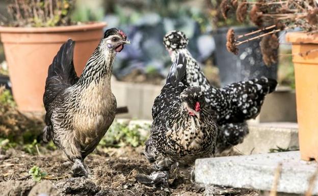 La gallina es el ave más numerosa de todo el mundo y su cría se ha extendido para la producción de carne y huevos. 