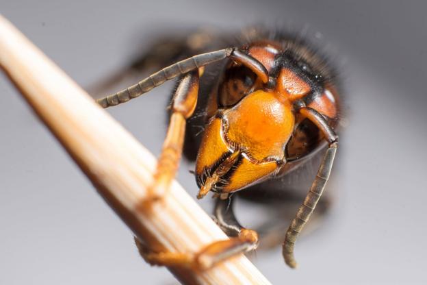 La avispa asiática se caracteriza por sus patas amarillas. 