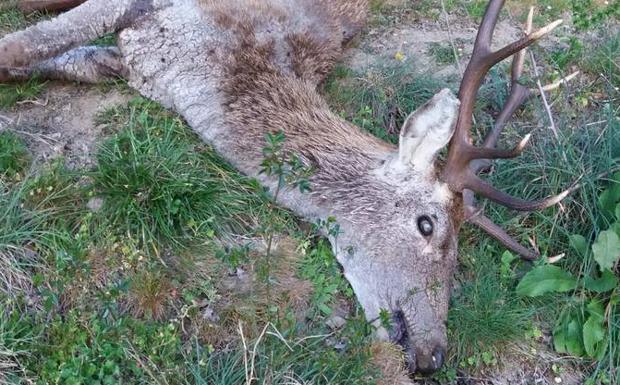 Uno de los animales muertos, encontrados enlos últimos días en los montes lebaniegos