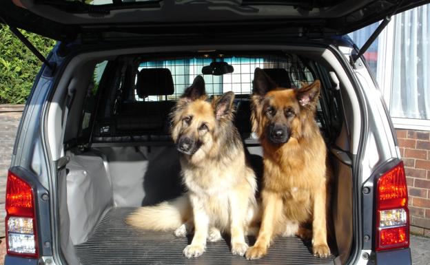 La forma correcta de viajar con mascotas en el coche