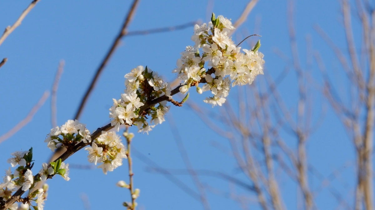 Recorremos León para descubrir qué esconden sus productos avalados con sellos de calidad. En la primera parada conocemos la manzana reineta, la pera conferencia, la castaña, la cereza, el pimiento asado y, como no, el emblema culinario de la comarca berciana