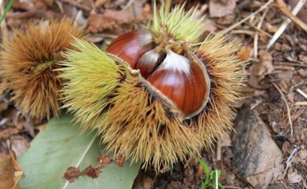 Recorremos León para descubrir qué esconden sus productos avalados con sellos de calidad. En la primera parada conocemos la manzana reineta, la pera conferencia, la castaña, la cereza, el pimiento asado y, como no, el emblema culinario de la comarca berciana