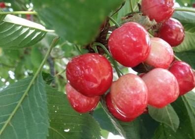 Imagen secundaria 1 - Frutas de calidad de León en su punto exacto para ser recolectado.