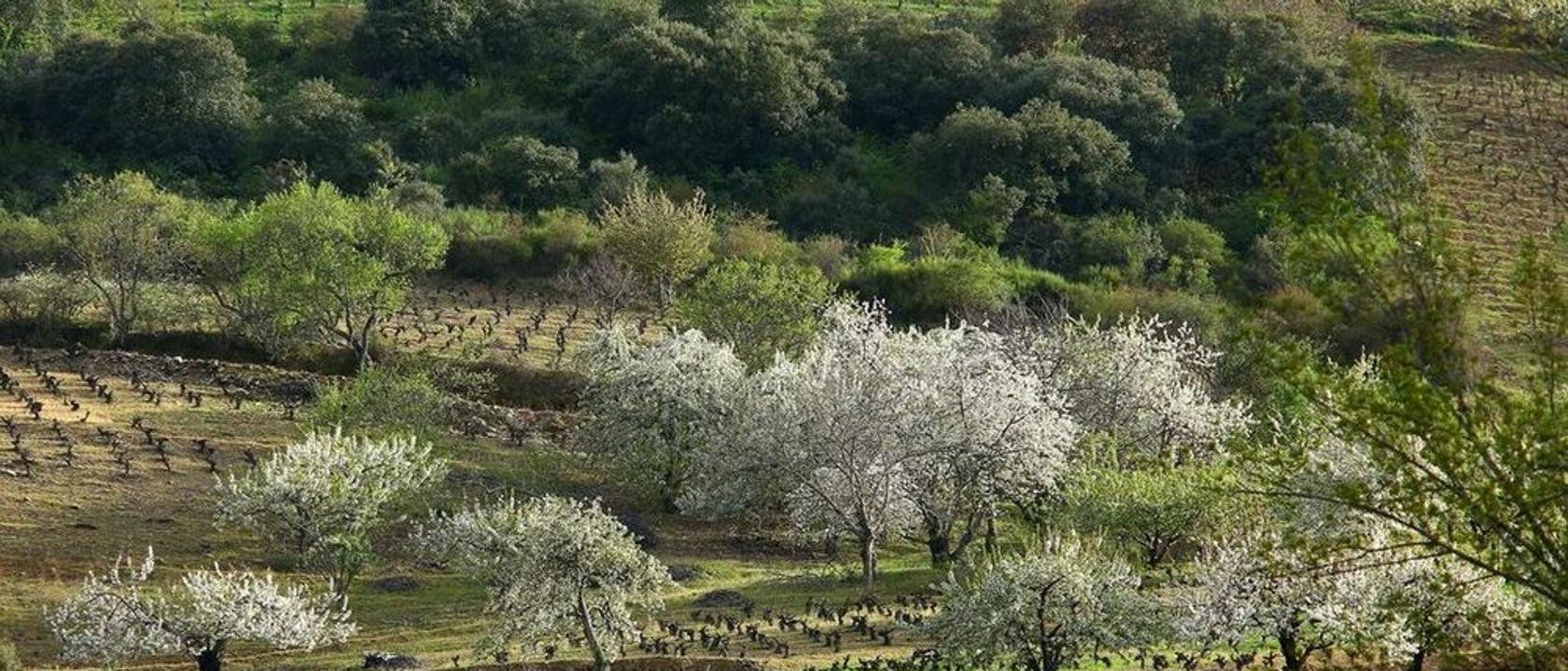 Del botillo a las frutas de calidad de El Bierzo