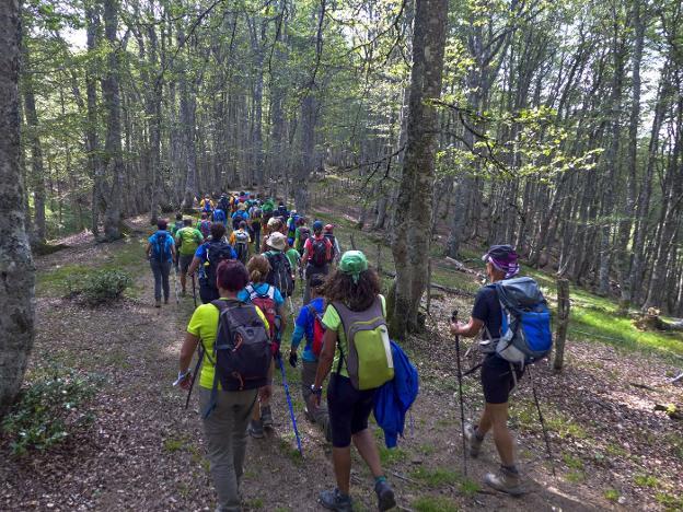 Un grupo de senderistas atraviesa uno de los hayedos que se cruzan durante la ruta. 