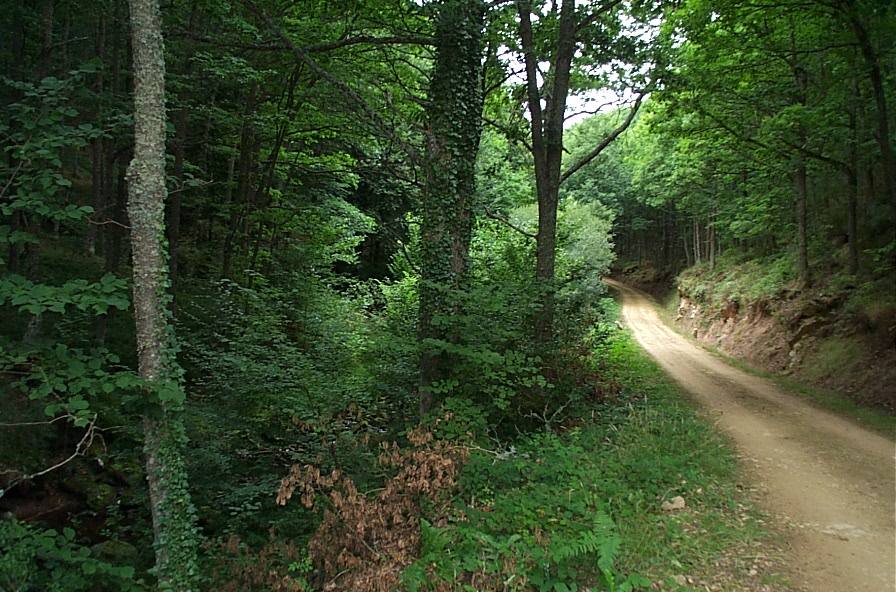 Monte Hijedo: tierra de robles