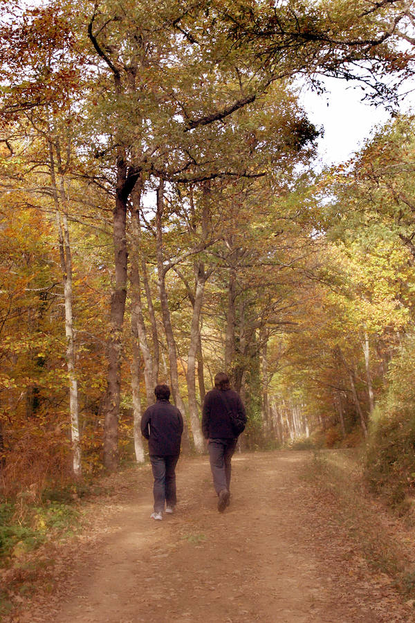 El bosque, que se extiende por Cantabria y Burgos, es una referencia por sus majestuosos bosques