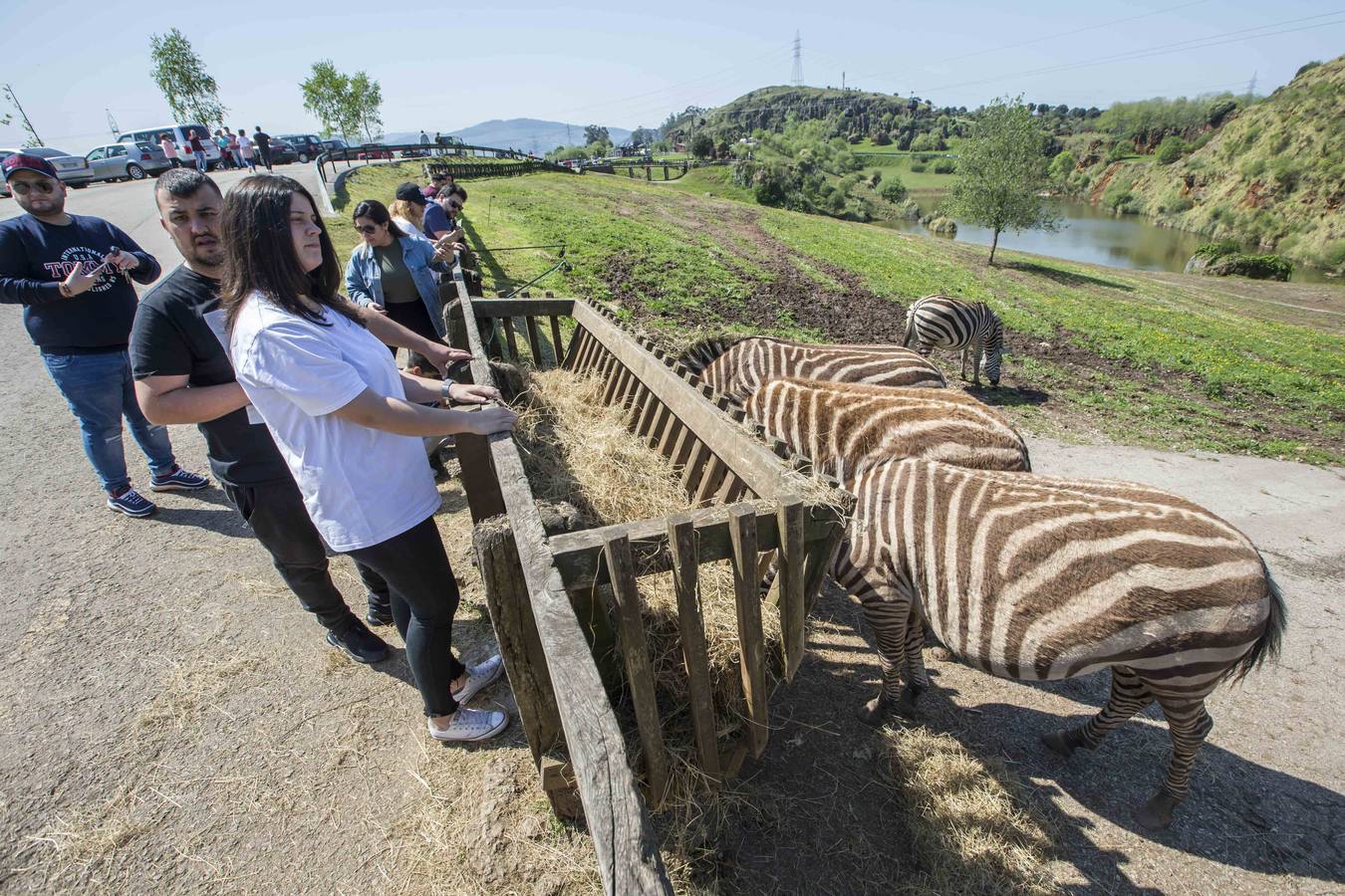 Los animales se acercan a los comederos donde interactúan con los visitantes