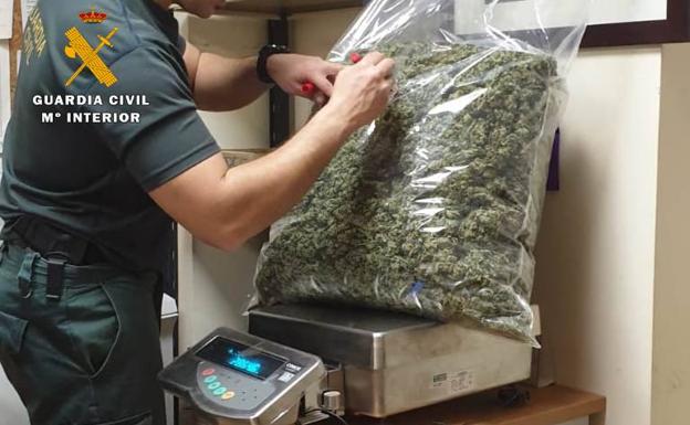 Desmantelada una plantación de marihuana en Ajo con más de 7,5 kilos de género