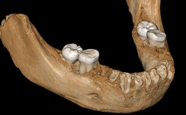 Fósil de una mandíbula inferior de unos 160.000 años . 