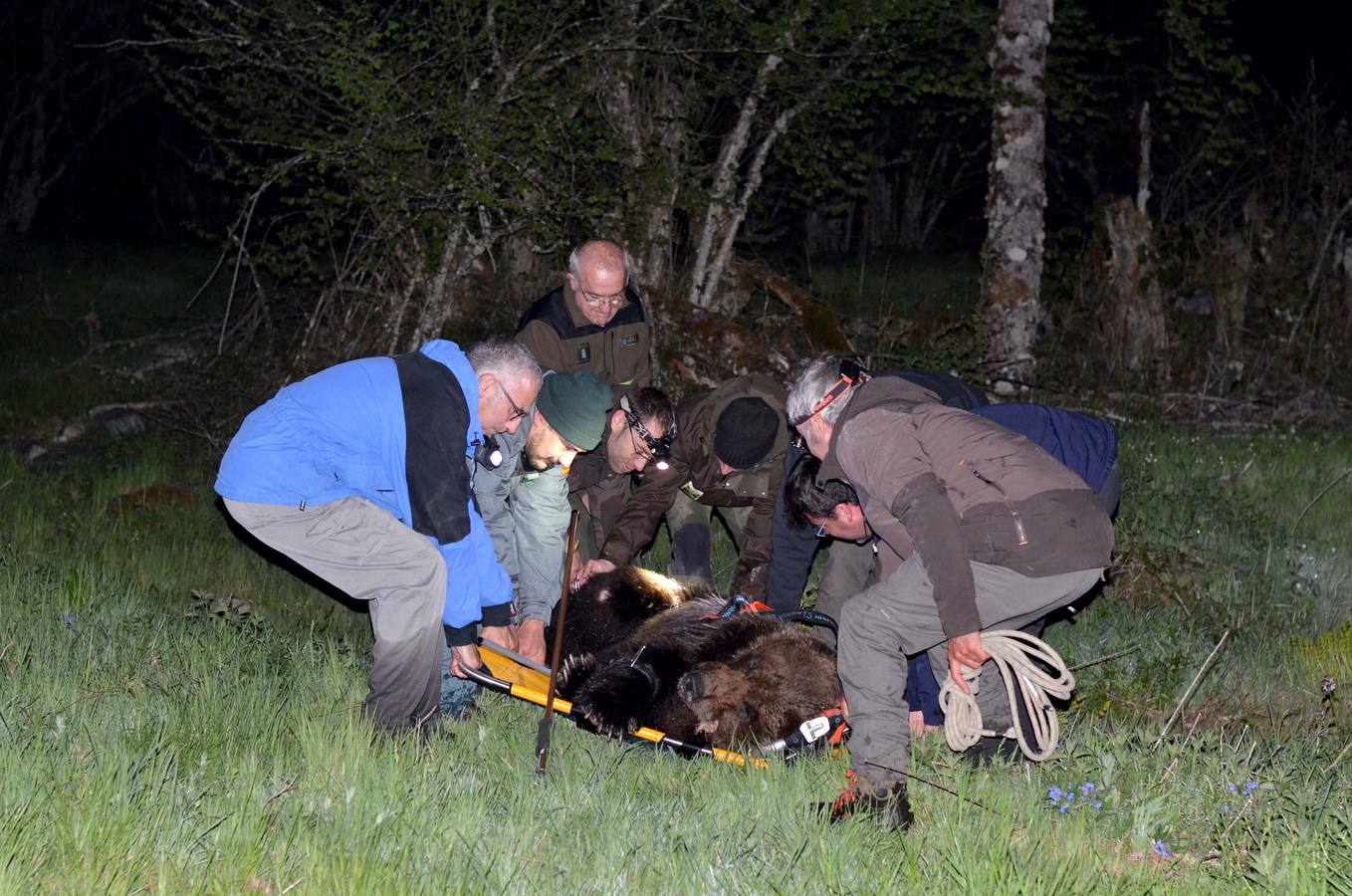 Varios técnicos y personal de campo, además de miembros del Seprona trasladan al oso capturado, ya dormido, hasta el remolque trampa en el que fue trasladado a Cantabria.