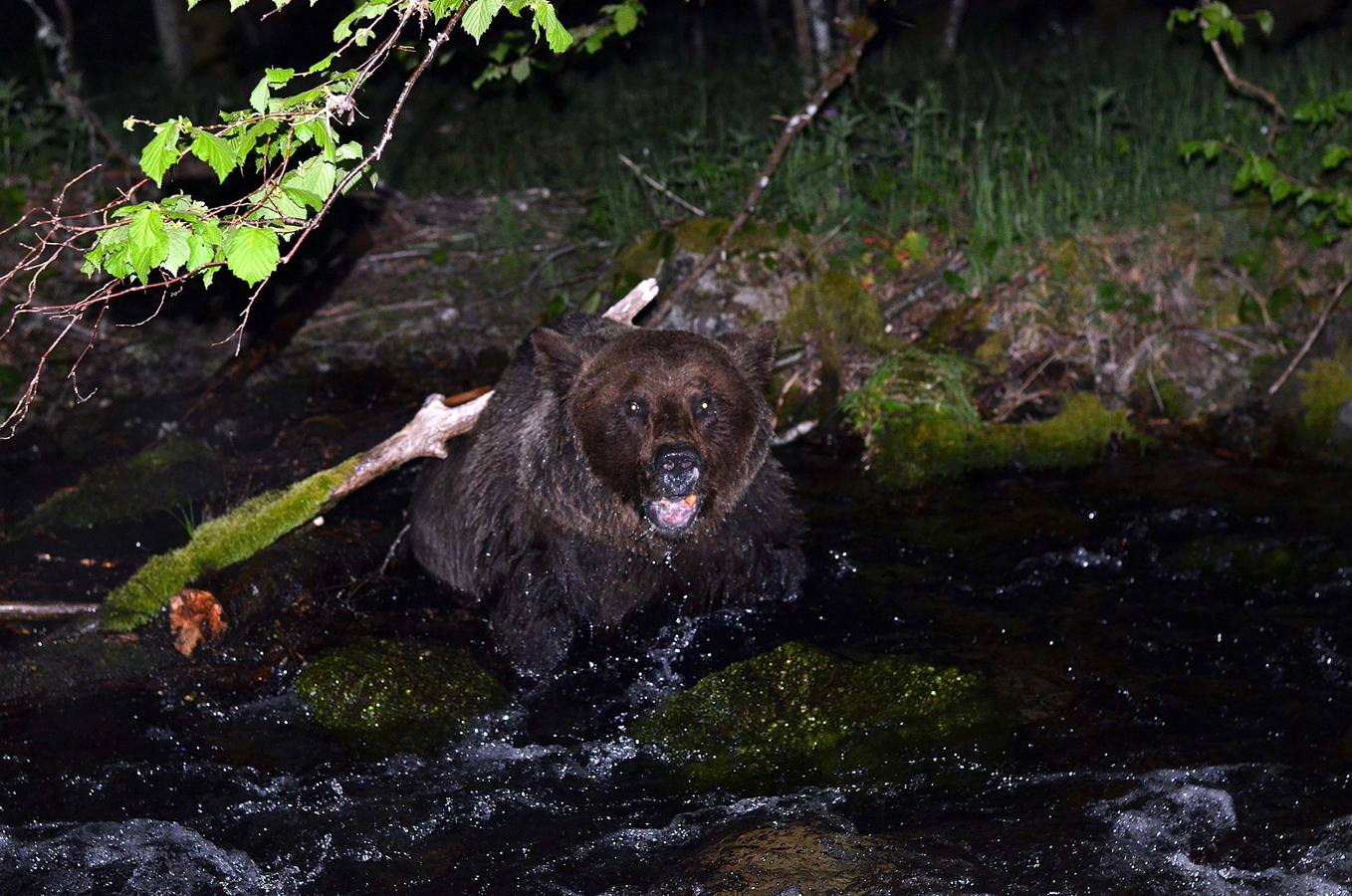 Fotos: Un oso herido, rescatado en León, se recupera en Cantabria