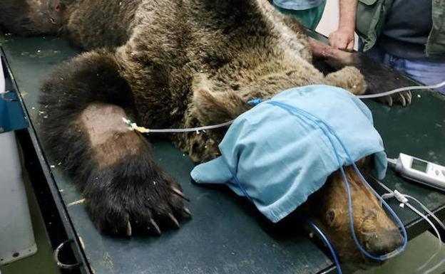 Muere el oso pardo hallado en León