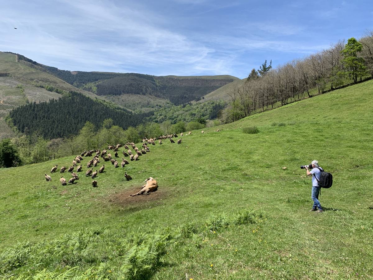 Una bandada de buitres aprovecha los restos del cadáver de una vaca en los montes de Cabuérniga, este domingo