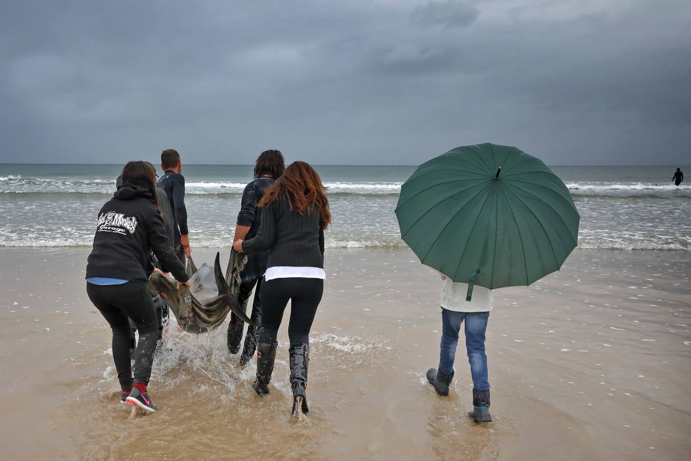 Pese a los esfuerzos de surfistas, voluntarios y agentes del Medio Natural sólo se ha podido devolver al agua con vida a tres de ellos