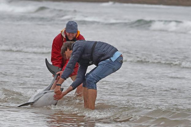 Alonso, en primer plano, trata de devolver al mar a un delfín junto a otro voluntario.