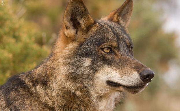 Ecologistas en Acción recurrirán ante el Supremo la sentencia que avala la caza del lobo en Cantabria