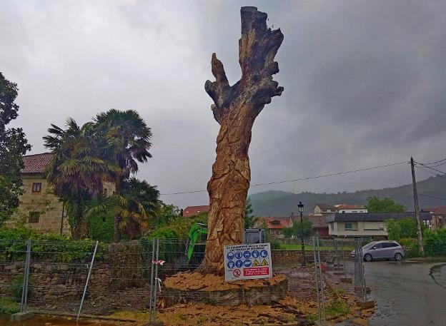 El roble ahora tallado está pendiente de un tratamiento.