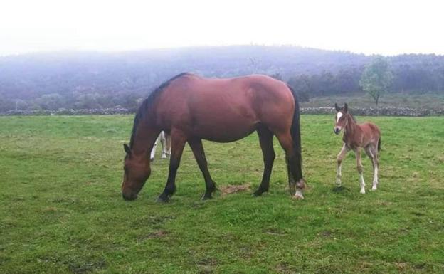 Investigan a un vecino de Cantabria por robar una yegua y un potro a un ganadero de Burgos