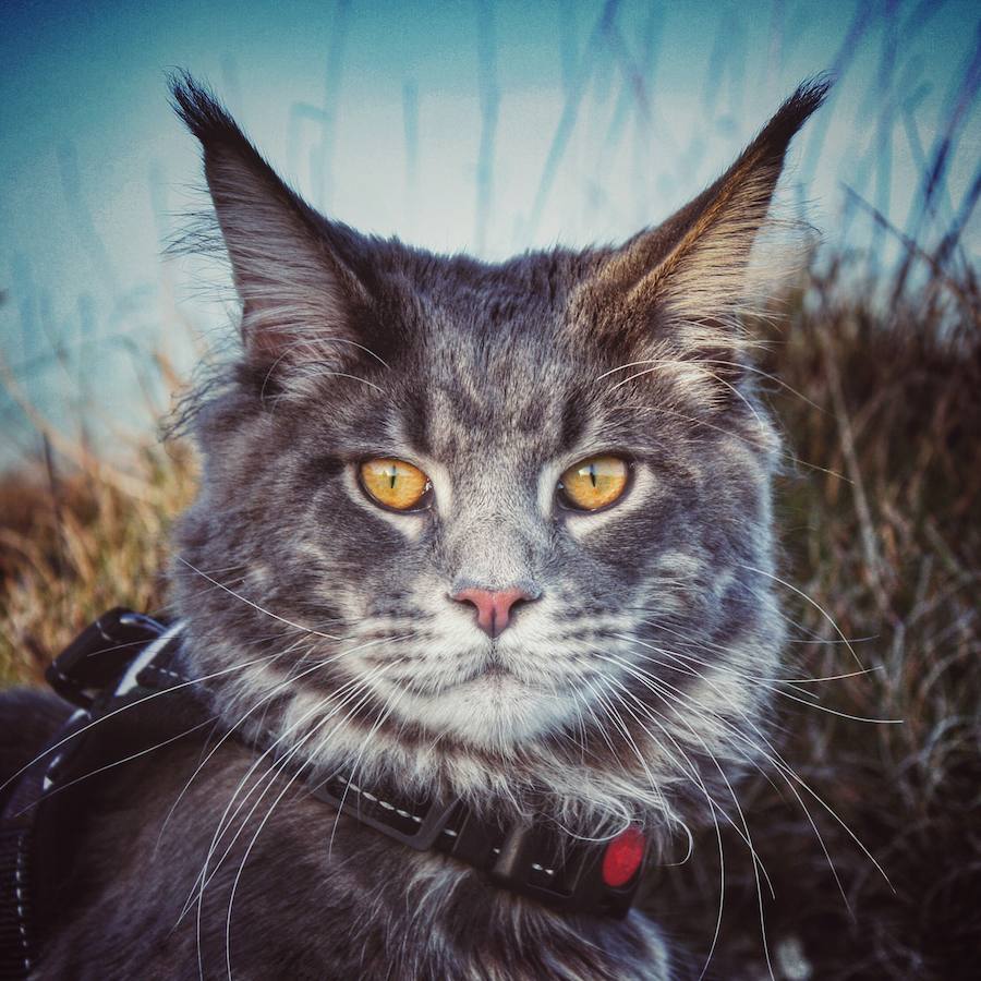 Fotos Socio el gato que viaja en caravana por Cantabria El