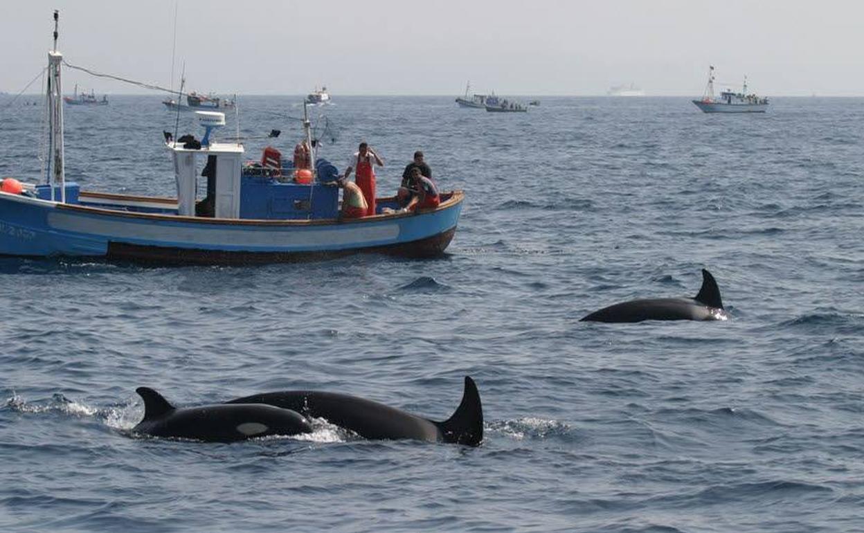 Pescadores gaditanos en salen a faenar en busca de atún rojo. 