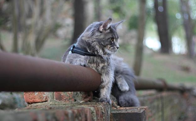 El gato ha conquistado Instagram con sus posados.