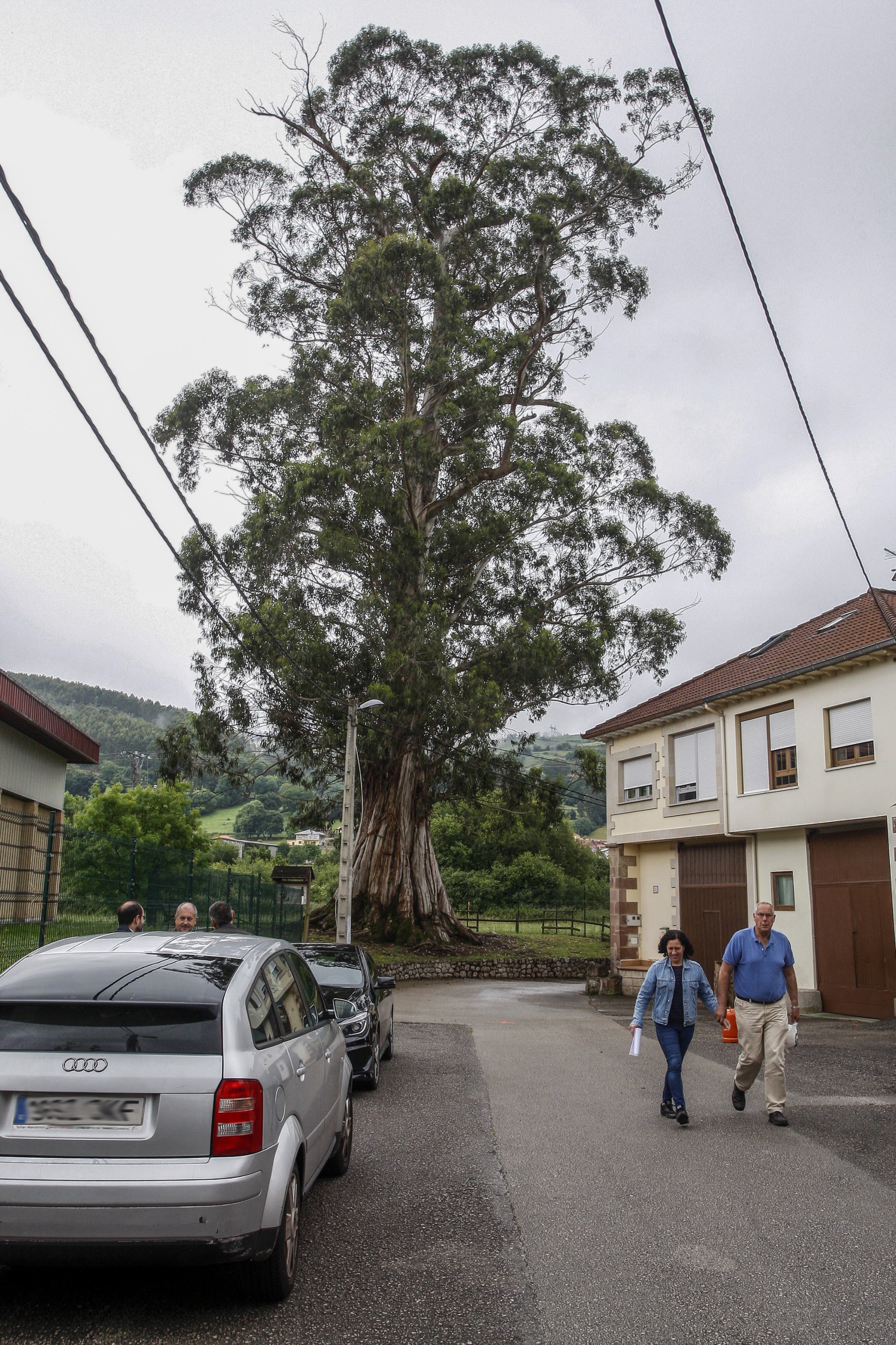 El único árbol singular del municipio amenaza con secarse tras 130 años 