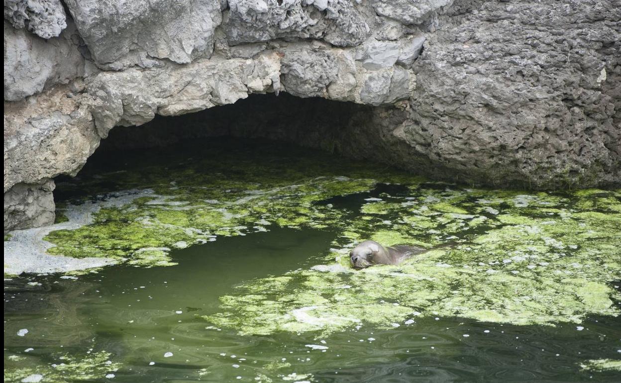 Los ecologistas alertan de la «sobrecarga de algas» en el minizoo de La Magdalena