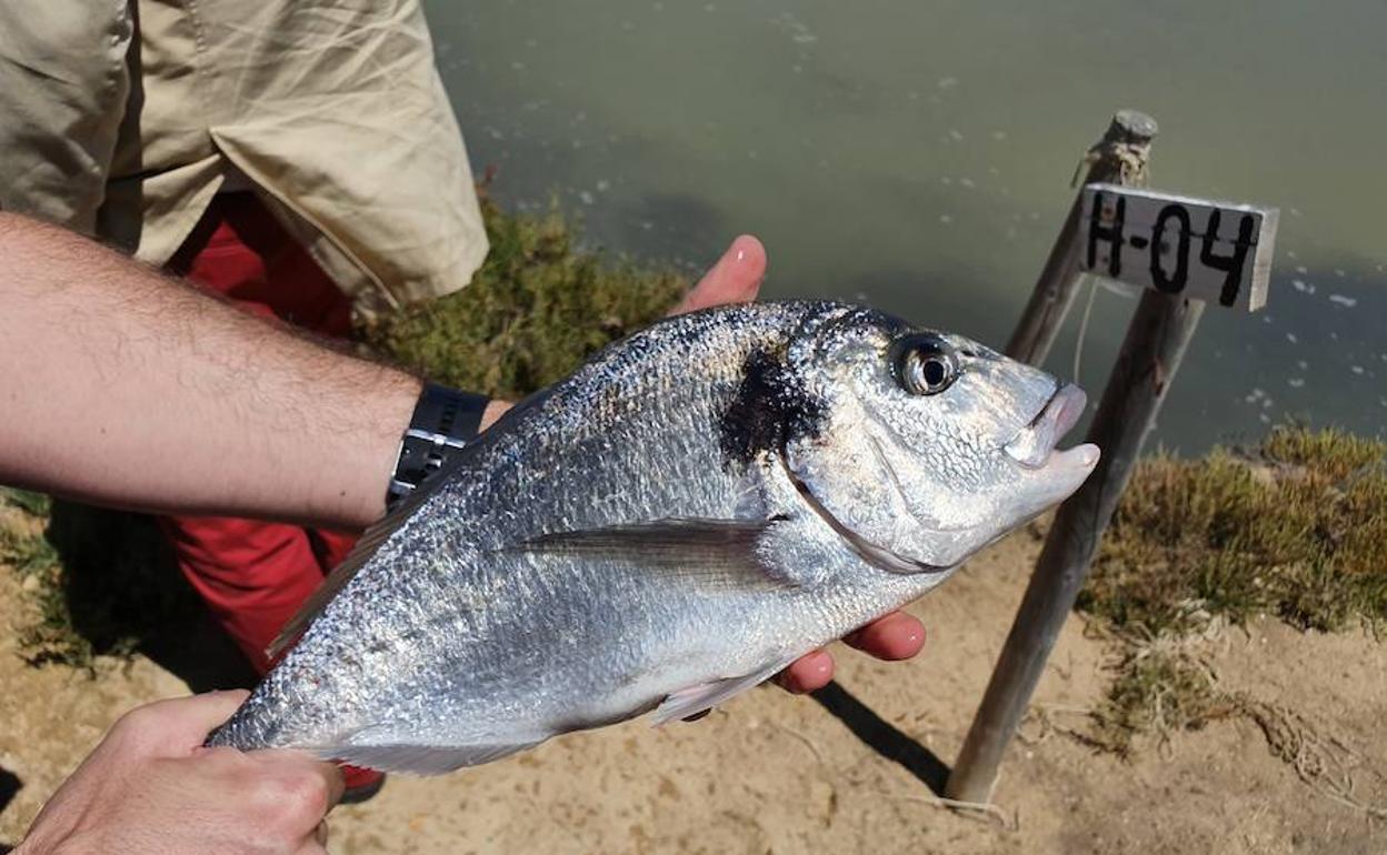 Dorada de estero, recién capturada en las instalaciones de Lubimar, en la localidad gaditana de Barbate.